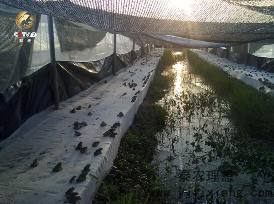 王理的養(yǎng)殖蛙田