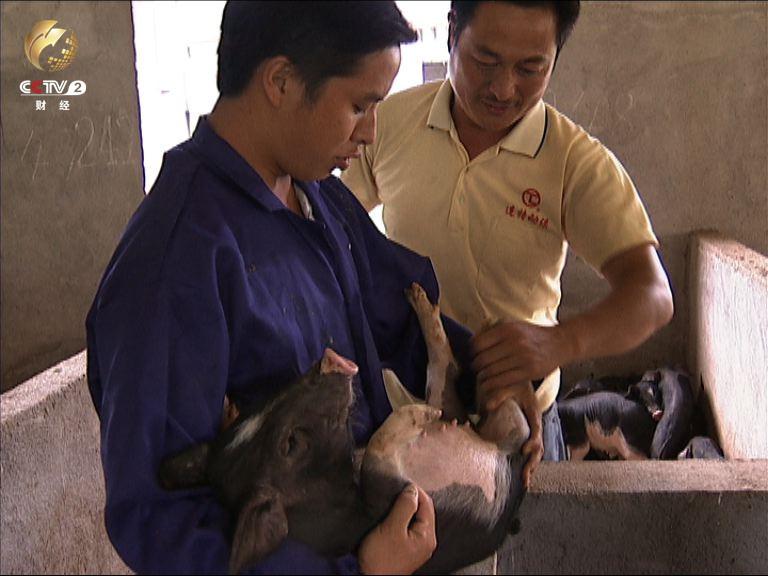鄭祖程親自挑選豬種