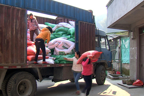 福建寧德市柘榮縣繆霞英等五姐妹養(yǎng)豬致富