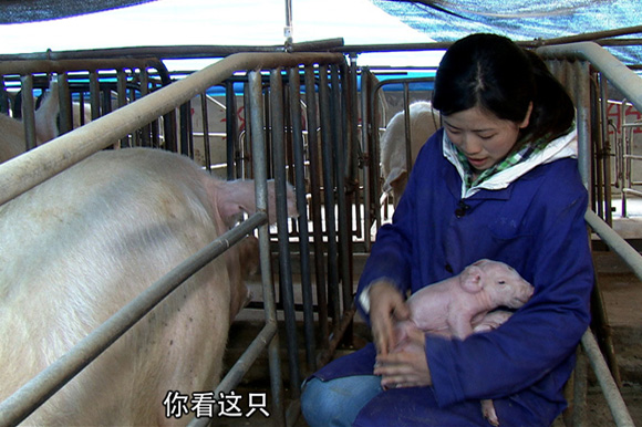 福建寧德市柘榮縣繆霞英等五姐妹養(yǎng)豬致富