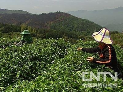 CCTV7《致富經(jīng)》:薛彤云工藝花茶 公開商業(yè)秘密之后