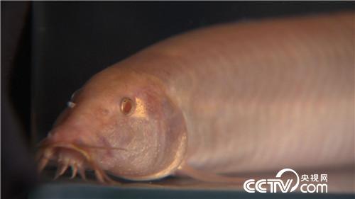 致富經(jīng):養(yǎng)紅色泥鰍 年入3000萬的秘密