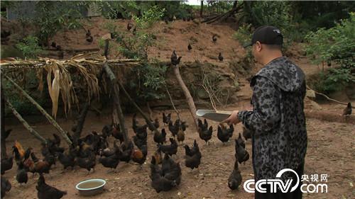 致富經(jīng):“三德子”趙亮汶川縣養(yǎng)雞