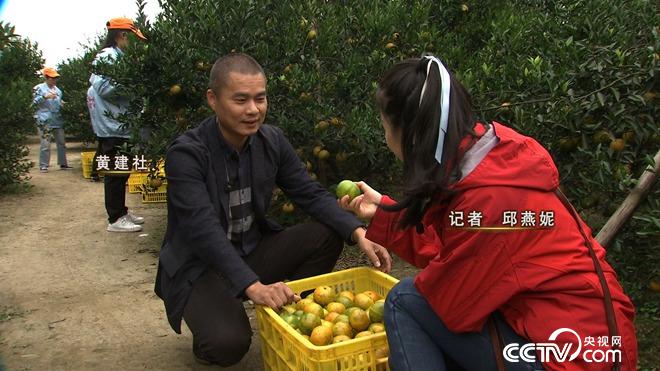 廣東江門黃建社致力青柑橘皮