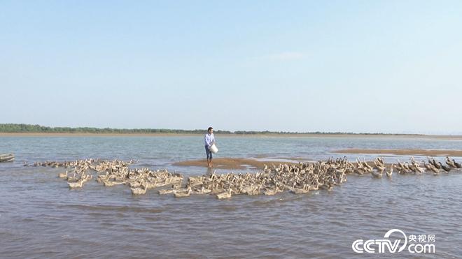 廣西北海工薪小伙許承華趕鴨下海 不到兩年賣千萬