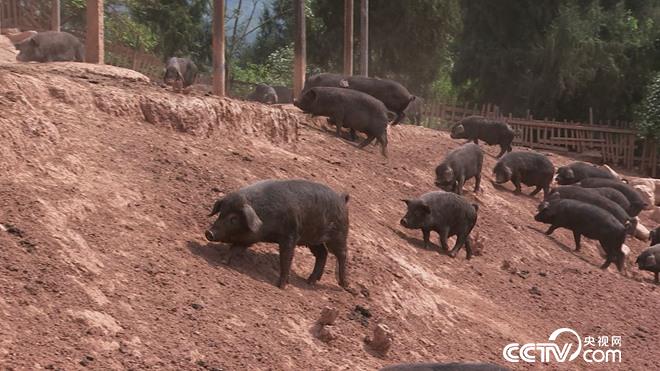 CCTV7《致富經(jīng)》:北大博士與001號(hào)老母豬