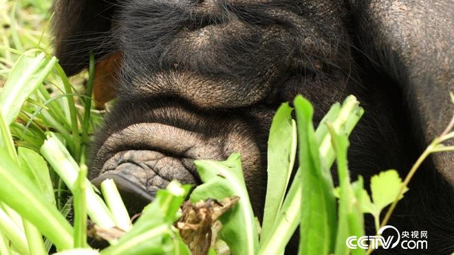 CCTV7《致富經(jīng)》:北大博士與001號(hào)老母豬