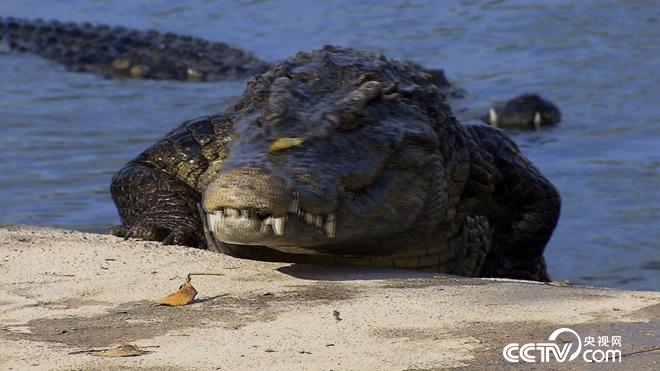 養(yǎng)殖鱷魚創(chuàng)業(yè)