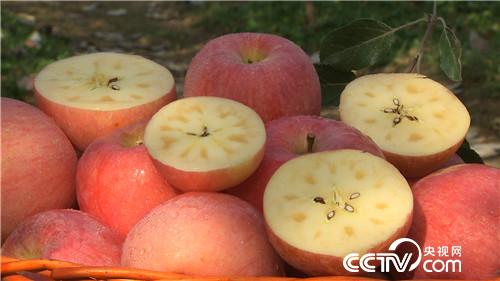 山西省萬榮縣賈秋麗 小媳婦回娘家銷售蘋果,兩年成百萬富姐