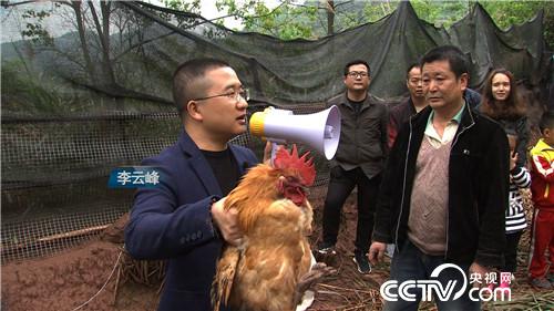 把雞“催眠” 價(jià)格翻倍