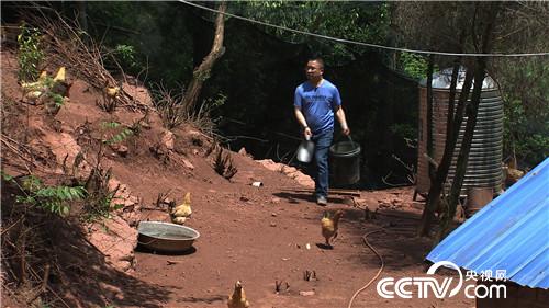 把雞“催眠” 價(jià)格翻倍