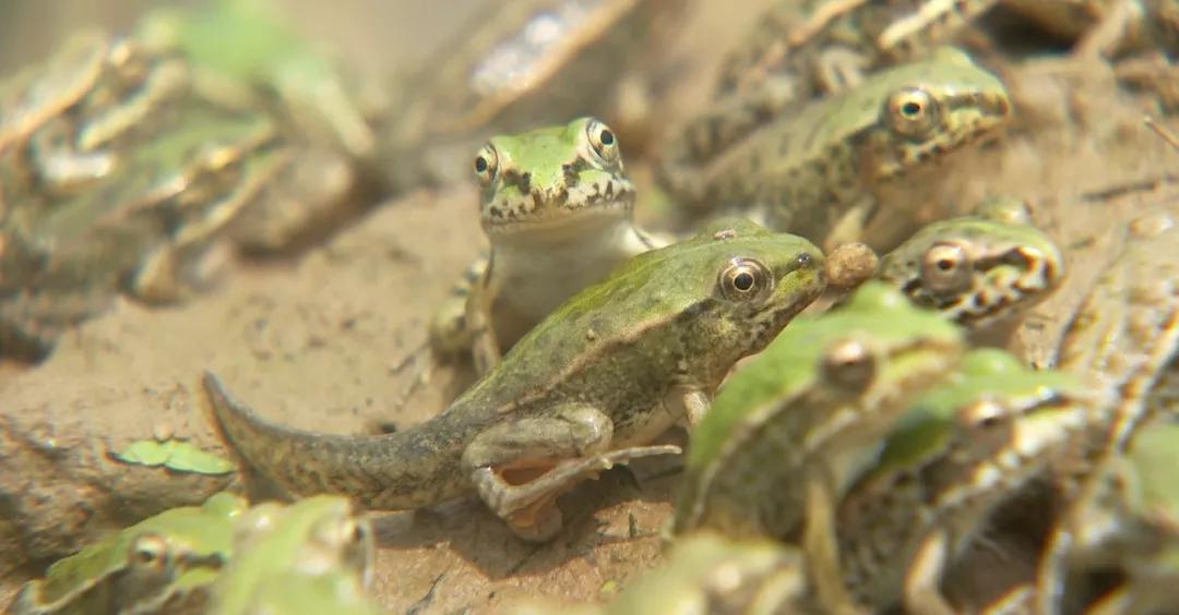 創(chuàng)業(yè)青蛙養(yǎng)殖