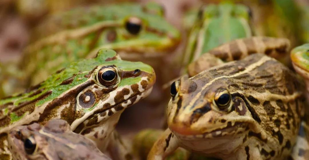 四川遂寧方養(yǎng)青蛙反季銷售