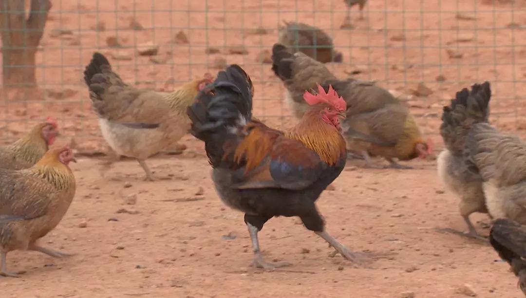 主產(chǎn)貴州的高腳雞