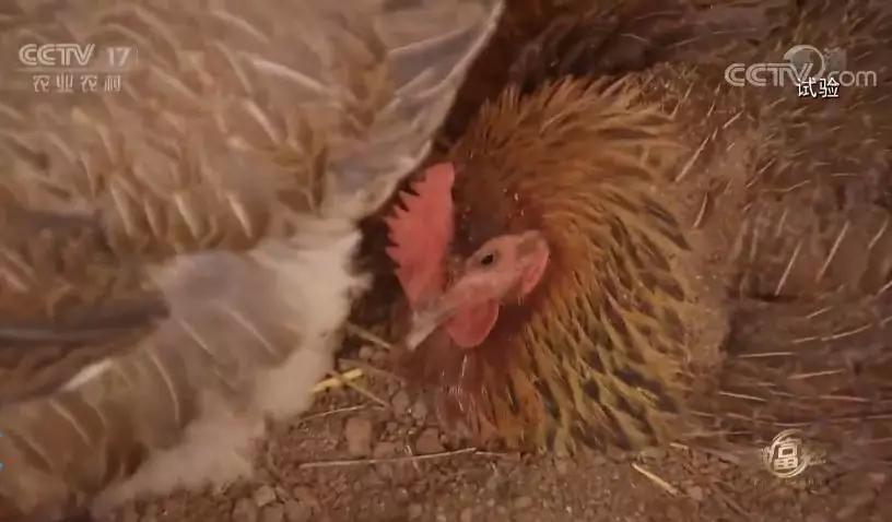 馬關(guān)琴精心養(yǎng)殖的貴州高腳雞