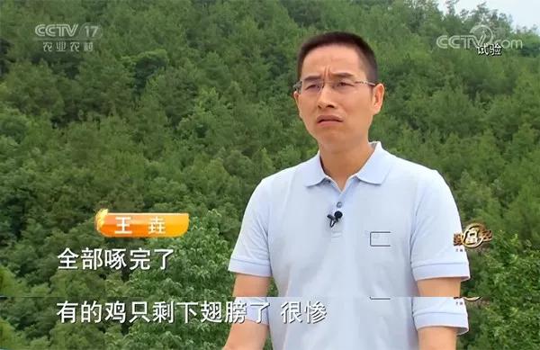 大巴山里的創(chuàng)業(yè)夫妻檔 楊茜與王垚巴中南江縣養(yǎng)烏雞