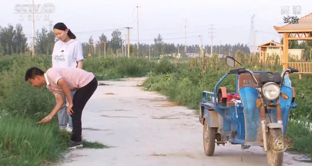 女友從山東千里迢迢來到羅子攀身邊共同養(yǎng)青蛙