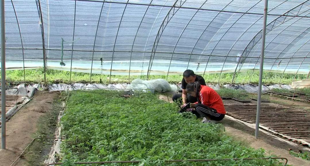 甘孜大棚蔬菜種植