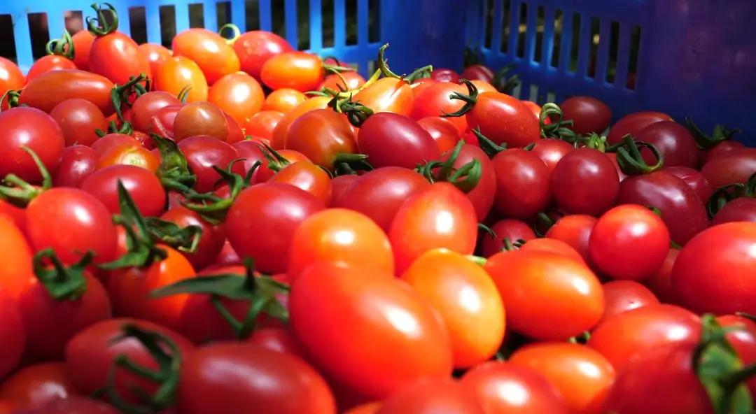 丁方麗將圣女果打入成都市場(chǎng)