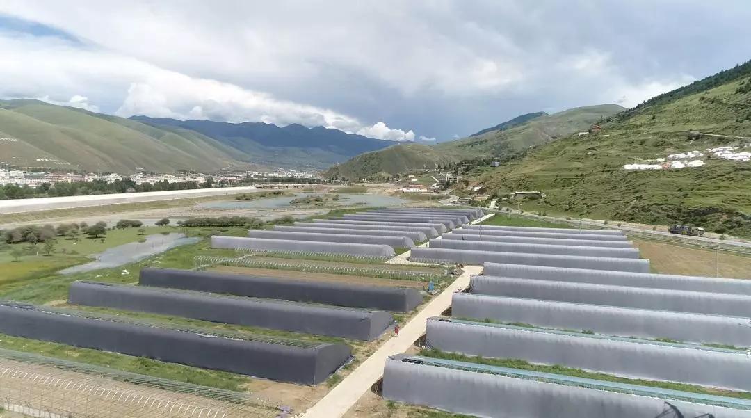 甘孜高原蔬菜種植大棚