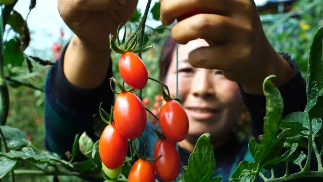 小番茄大棚種植