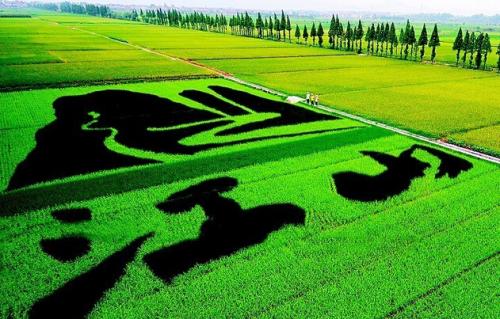 2020年中央一號(hào)文件政策