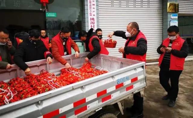 成都市天府新區(qū)太平鎮(zhèn)鎮(zhèn)政府幫助果農(nóng)賣草莓