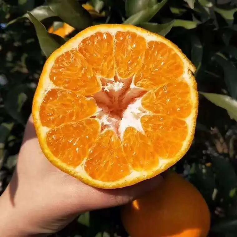 出口級(jí)春見耙耙柑