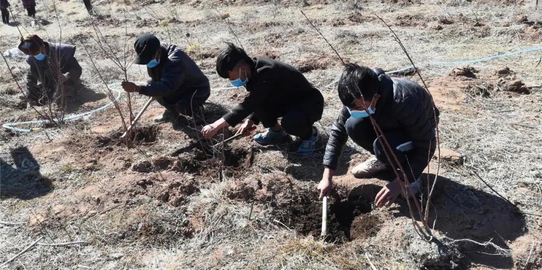 藍(lán)莓引進(jìn)