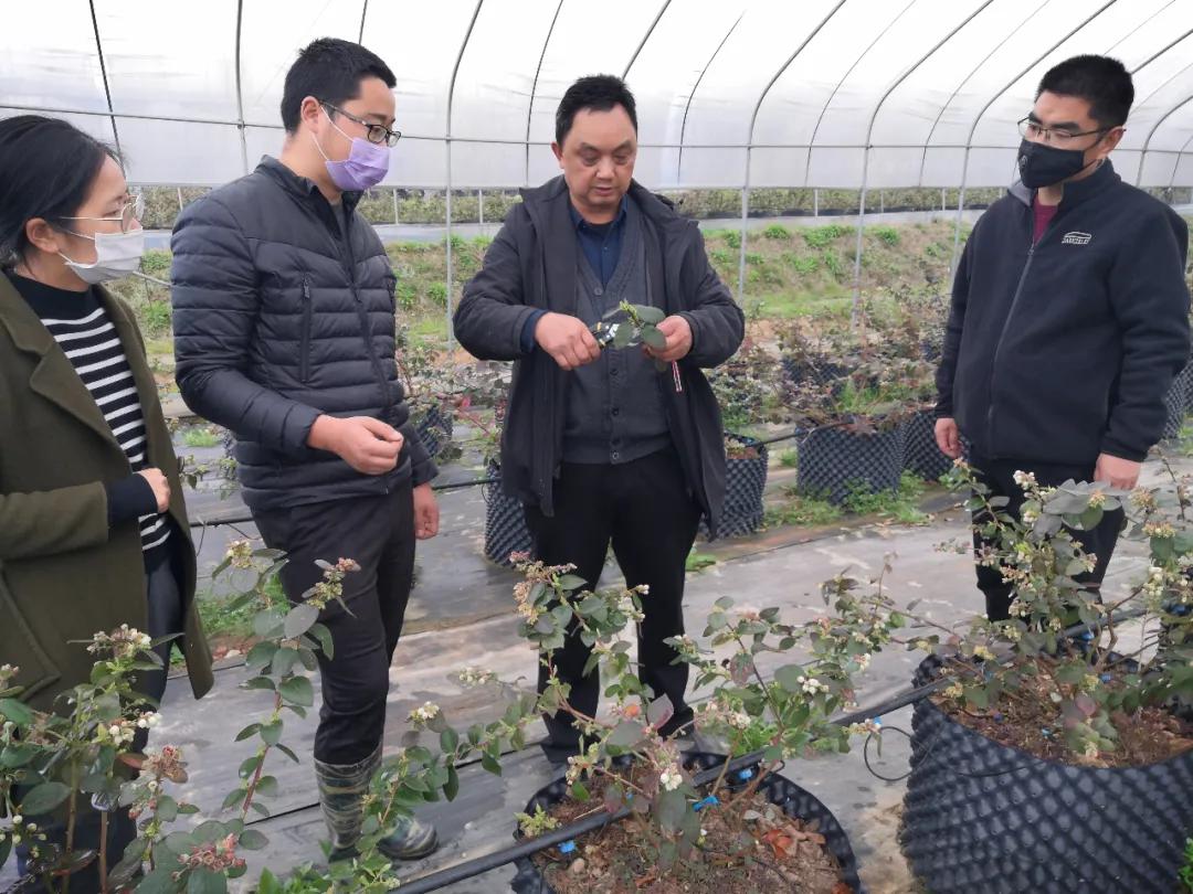 藍(lán)莓技術(shù)指導(dǎo)