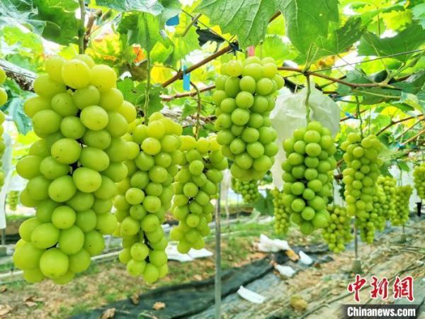 陽(yáng)光玫瑰普通